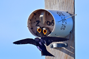 Purple Martin